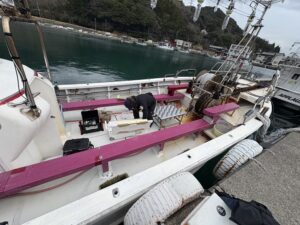 海生丸（福井県若狭大島）ヤリイカ　２０２５年３月２９日